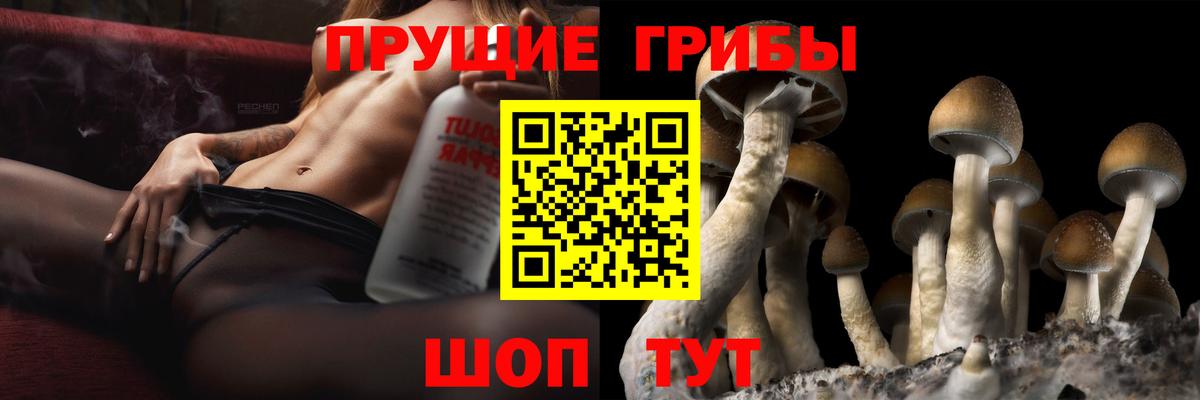 Славгород  Галлюциногенные грибы Psilocybine cubensis  Вход с VPN 